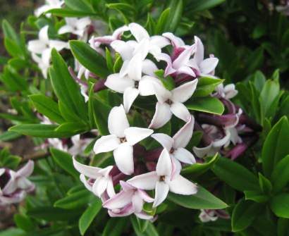 Daphne tangutica 
